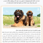 سازندگان گروهی پست در افزونه Aimogen Pro